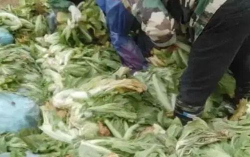 央视爆料老坛酸菜过程视频,老坛酸菜制作过程大揭秘  第2张 央视爆料老坛酸菜过程视频,老坛酸菜制作过程大揭秘  第2张