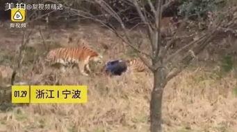 动物女巫内陆爆料视频,内陆爆料视频大揭秘  第3张 动物女巫内陆爆料视频,内陆爆料视频大揭秘  第3张