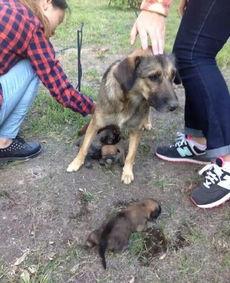 狗崽直播爆料汪小菲视频,独家爆料引热议  第2张 狗崽直播爆料汪小菲视频,独家爆料引热议  第2张